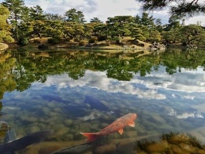 Fische Teich japanischer Garten