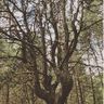 Holz Helzig