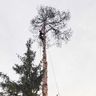 NG Baum und Garten