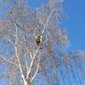 Baum-und Heckenpflege Wedekind