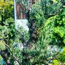 Kreativ- Garten- Style