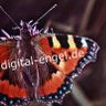 Digital Engel