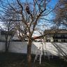 Pick-Gartenpflege