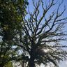 Baum- und Höhenarbeiten Kirchner