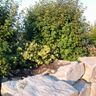 Gartenservice Buntrock