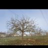 Obstbaum & Streuobstwiesen #Schnitt#Pflege#