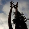 Der Kasper Baum und Garten 