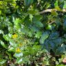 Haus & Gartenservice Wittig