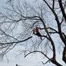 Baum- und Forstservice Dedow