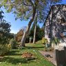 Baum und Garten