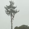 Baumfällungen & Gartenpflege Becker