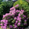 Albrecht & Lammertz Haus & Garten GbR