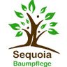 Sequoia Baumpflege