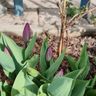 Gartengestaltung Schenk