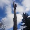 Baum und Gartenpflege Leonhard Borgot