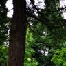 Hausmeisterservice,Gartenpflege Heiss