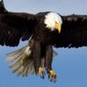 Adler