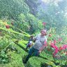 Allawi Gartenpflege & Dienstleistungen