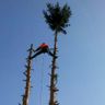 Baum-, Wiesen- und Gartenservice Franz