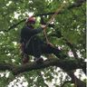 ArborSana - Baum und Naturpflege