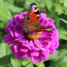 Pflanzen  und Gartengestaltung Nienhaus