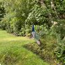 NF Reinigung und Gartenservice