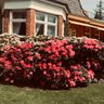 Gartenpflege Hartwig