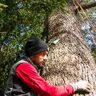 Bene Oesterle Baumpflege/Baumkontrolle, Gartenpflege