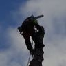Grimms Gärten/Baumdienst