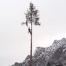 Dörflingers  Baumdienst & Gartenservice