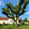 Radünz Baumdienst/Landschaftspflege
