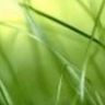 Gartengestaltung Scholz