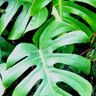 Mms Gartengestaltung 