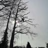 Treework's