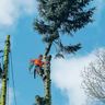 Man im Baum Baumpflege