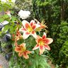 Micha's Dienstleistungsservice rund im und ums Haus