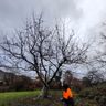 Gartenpflege Schröder 