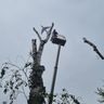 Misini&Xhafaj Gbr Baum- und Gartenpflege