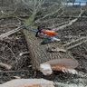 MM garten und landscaftsbau