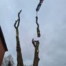 Baumdienst Levin Remscheid