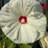 Gartenträume Halser