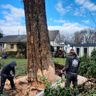Bakai Baum & Gartenarbeiten
