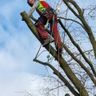 Arboristik Pinneberg (Baumpflege)