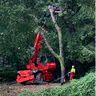 Falling Tree - Lehrte