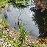 Teich klar Knauer