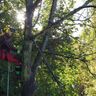 Meier Baum- und Landschaftspflege