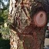 TreeTop Baumpflege