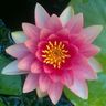 Individuelle Gartengestaltung und Pflege