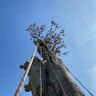 Hamburg Arborist