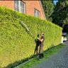 Niklas Suhrcke Garten und Landschaftsbau